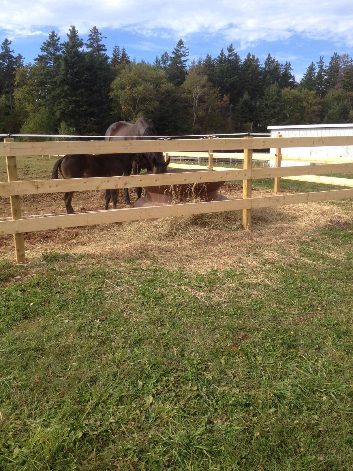 Permanent Wood Fence